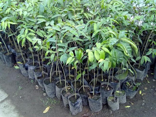 solusi hidrogel untuk tanaman muda