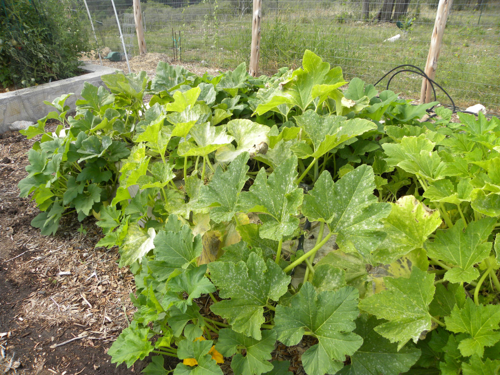 Diane�s Texas Garden Summer Squash Bites the Dust