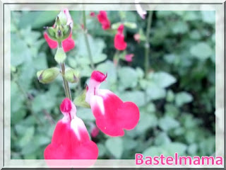 Johannisbeersalbei rote Blüte Blüte im August