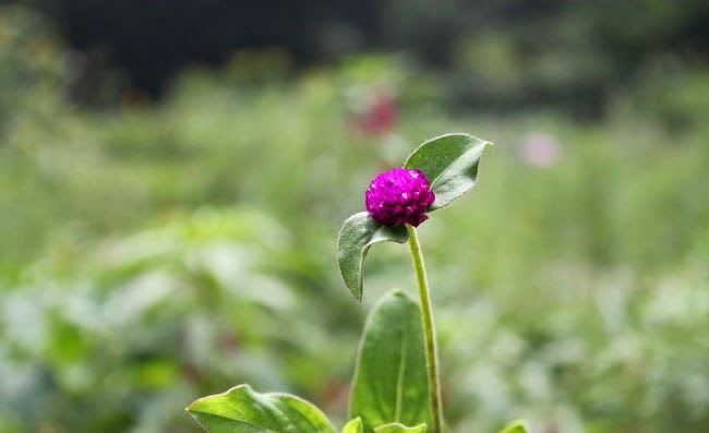 Gomphrena Flowers Pictures Gomphrena Flowers Pictures