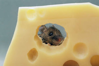 mouse%2Beating%2Bcheese.JPG