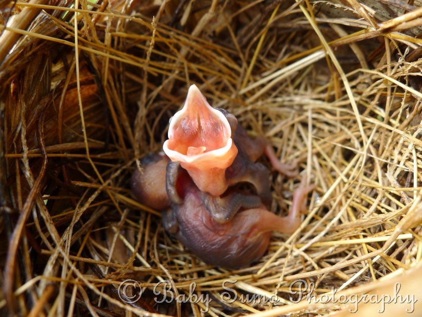 Can Baby Birds Be Fed Cat Food Gravy Can Baby Birds Be Fed Cat Food Gravy