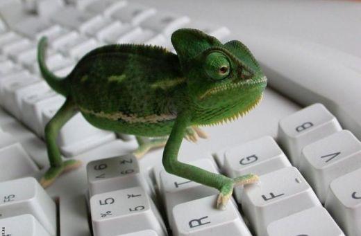 Green-chameleon-on-the-keyboard.jpg