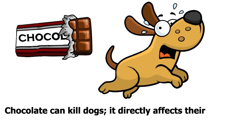 The Average Chocolate Bar Has Insects In It The Average Chocolate Bar Has Insects In It