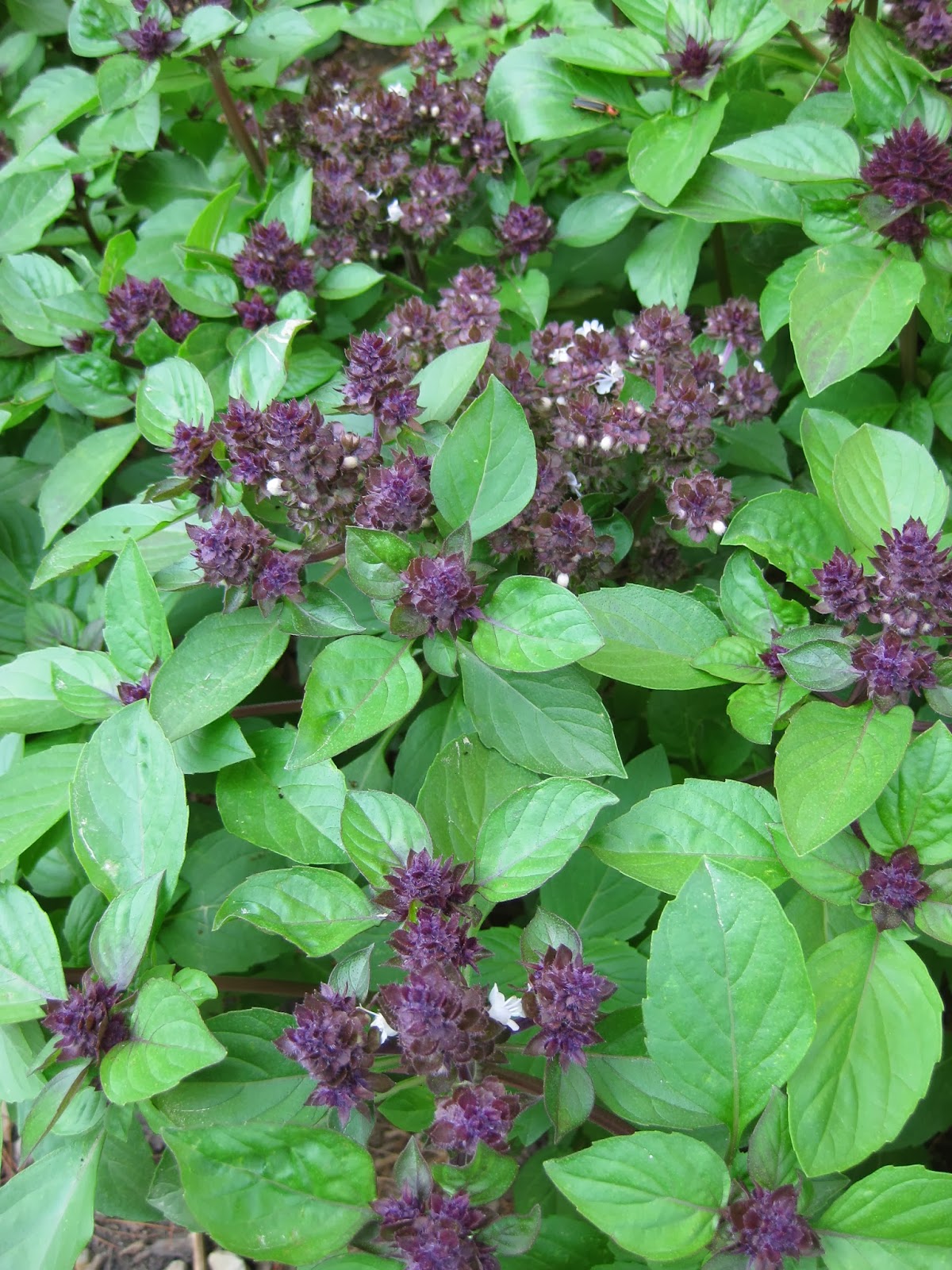 Watercolour Florals Caryopteris