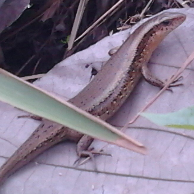 BIOLOVERS: Ringkasan materi jaringan tumbuhan Kelas XI