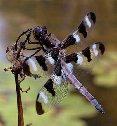 Dragonflies+of+michigan