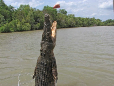 http://2.bp.blogspot.com/-4xkmGuJtQO0/UPORj7y_obI/AAAAAAAACaM/9u3gxz1nn_I/s400/Salt+Water+Crocodile+3.jpg