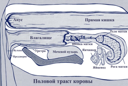 Член длиной в полметра попал в жопу сучки