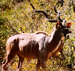 African Safari Hunts