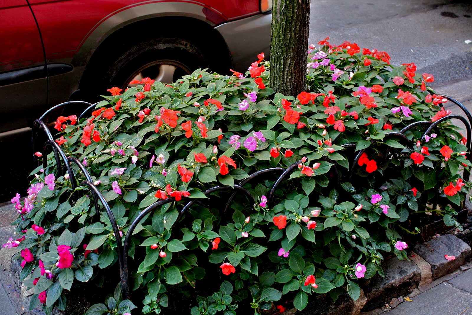 Garden Bytes from the Big Apple IMPATIENS FOR SPRING