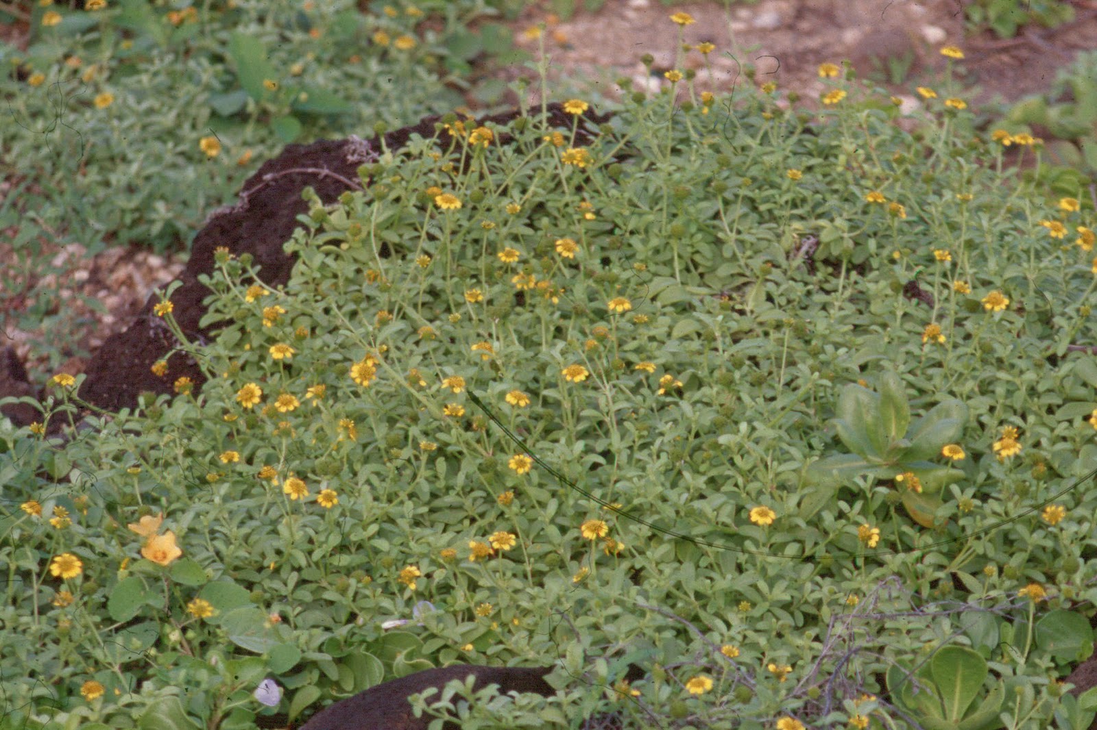 Hawaii Horticulture Native Hawaiian Plants as Ground Covers Ground