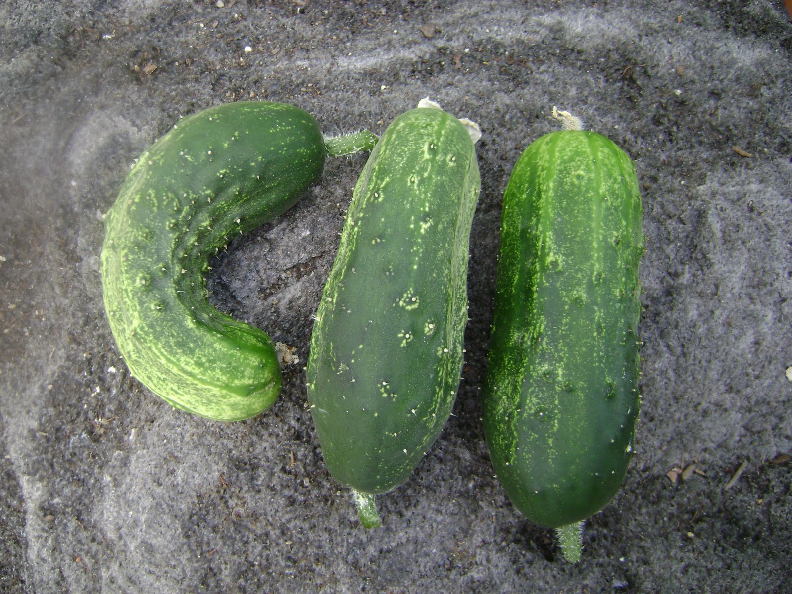 My Travel And Garden Experience Harvesting Cucumbers