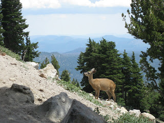 Deer crossing the Lassen Peak Trail, Lassen Volcanic National Park, California