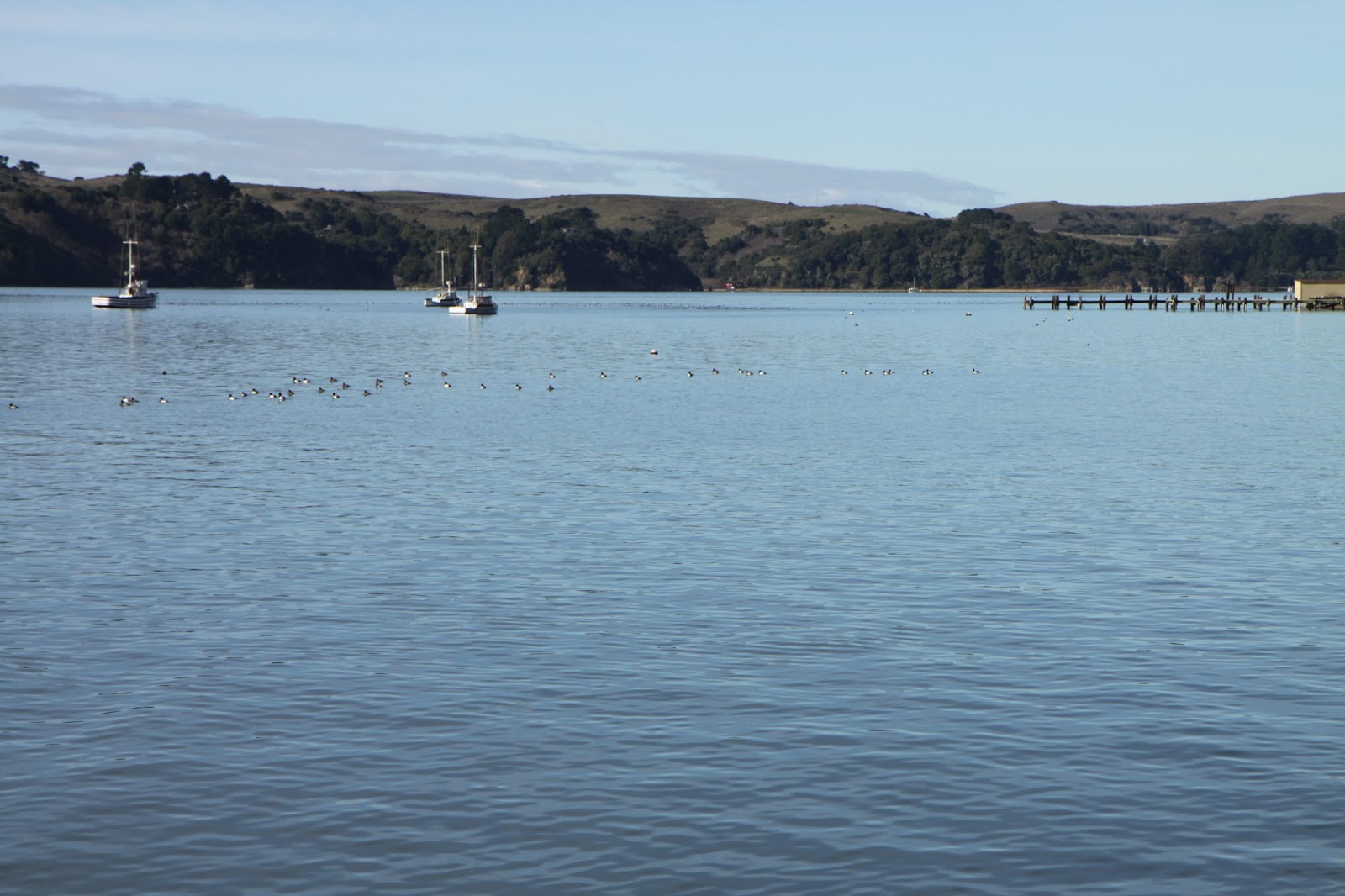 Salvation Sisters Visiting Tomales Bay, Hog Island Oyster Farm