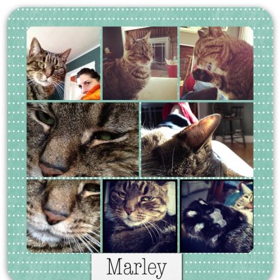 Saying Good Bye To Marley