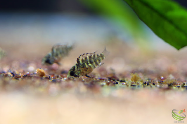 Apistogramma ortegai(pebas) F1