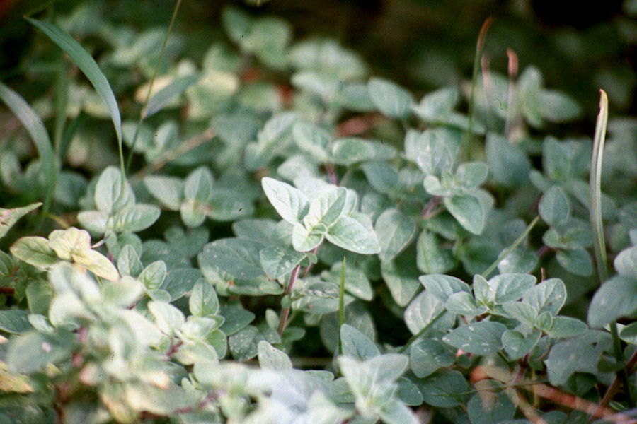 Hawaii Horticulture Three Oreganos to Know and Grow