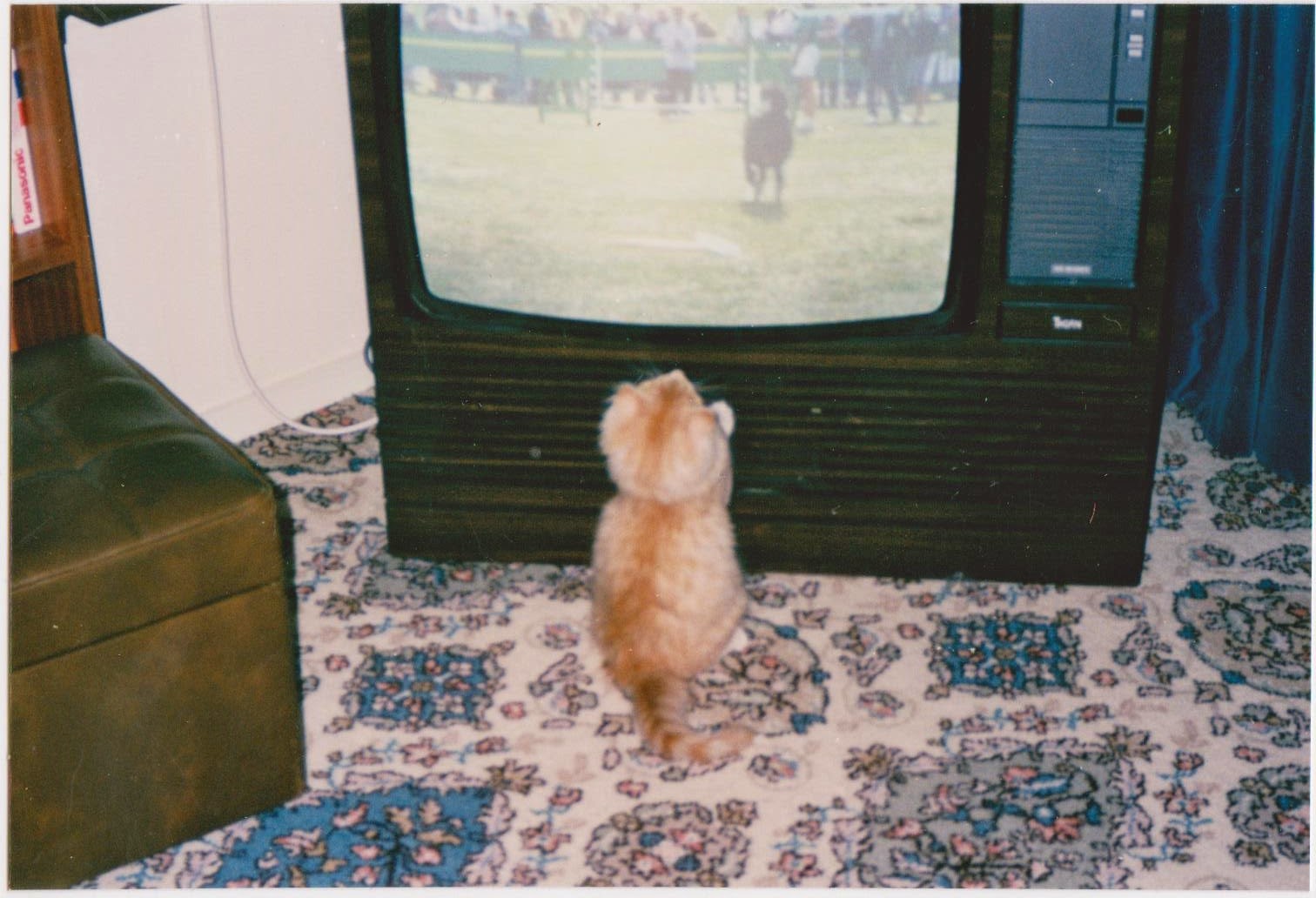 JPB REALLY, DO CATS WATCH TV?