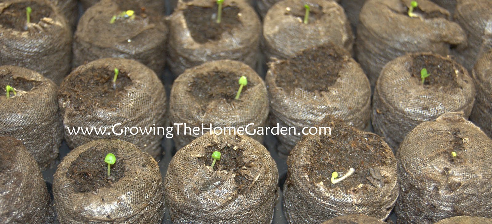 Planting Sage, Basil, and Pepper Seeds (Seed Sowing Saturday) Growing