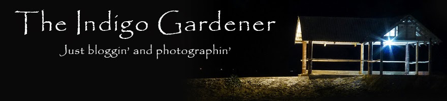 The Indigo Gardener