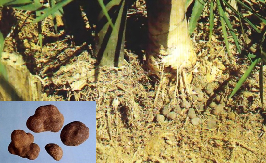 Omphalia lapidescens Schroet. (Family Polyporaceae)