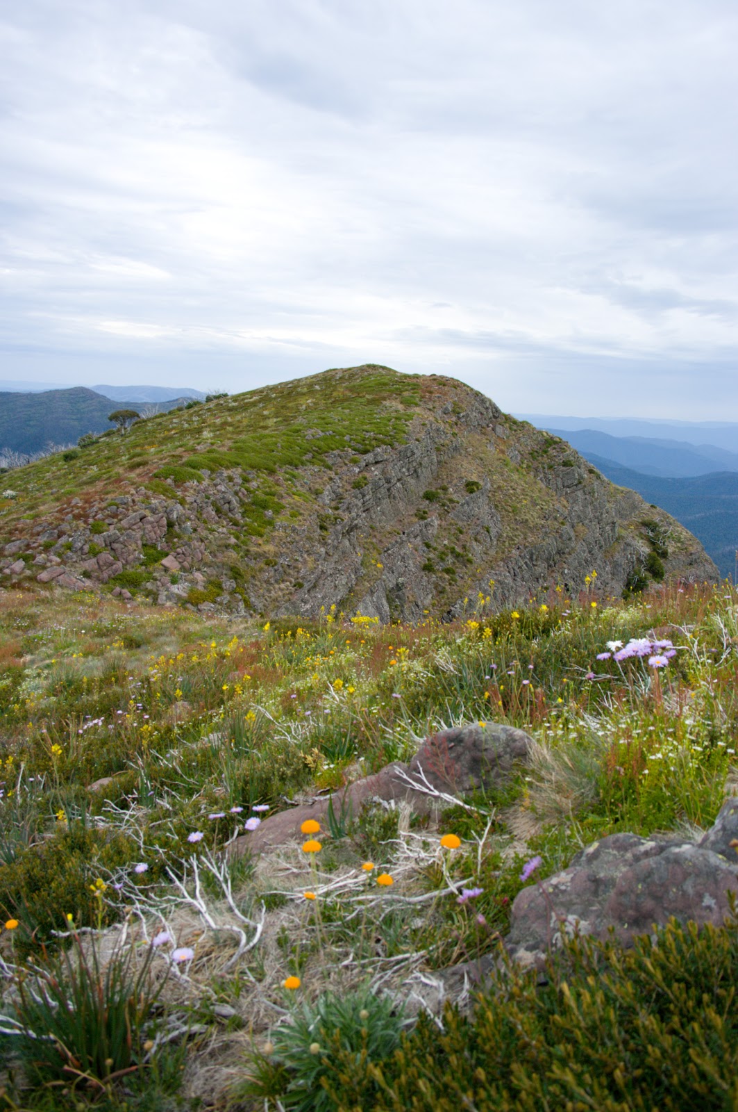 Morgan Plant Ecology Blog Mountain Summits Species Losses And Shrubs