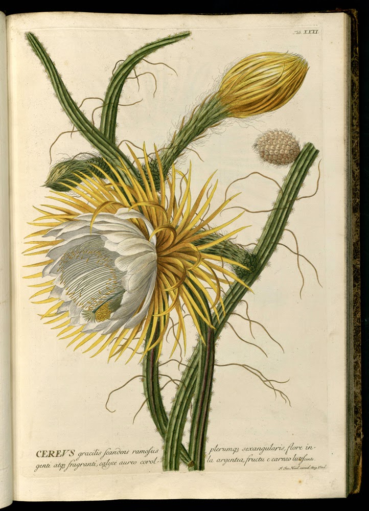 Ehret Selenicereus gradiflorus 1750 from Plantae selectae