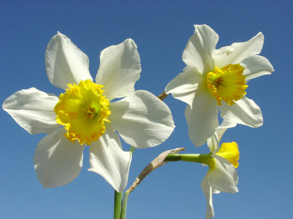 Beautiful Jonquil Flower