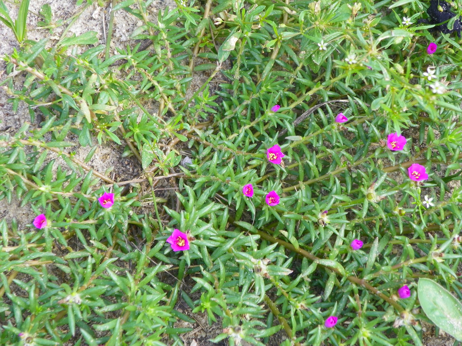 Simply Living 7/1/11 8/1/11