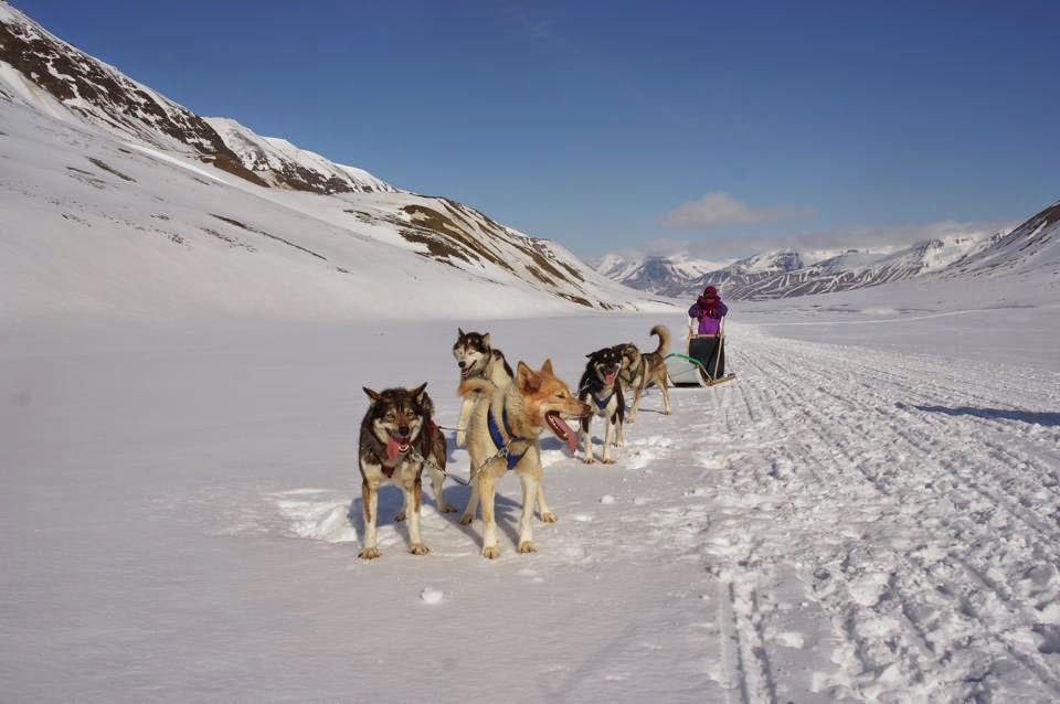 Hundekjøring på Svalbard