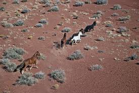 Wild Horse Milk Benefits for Health