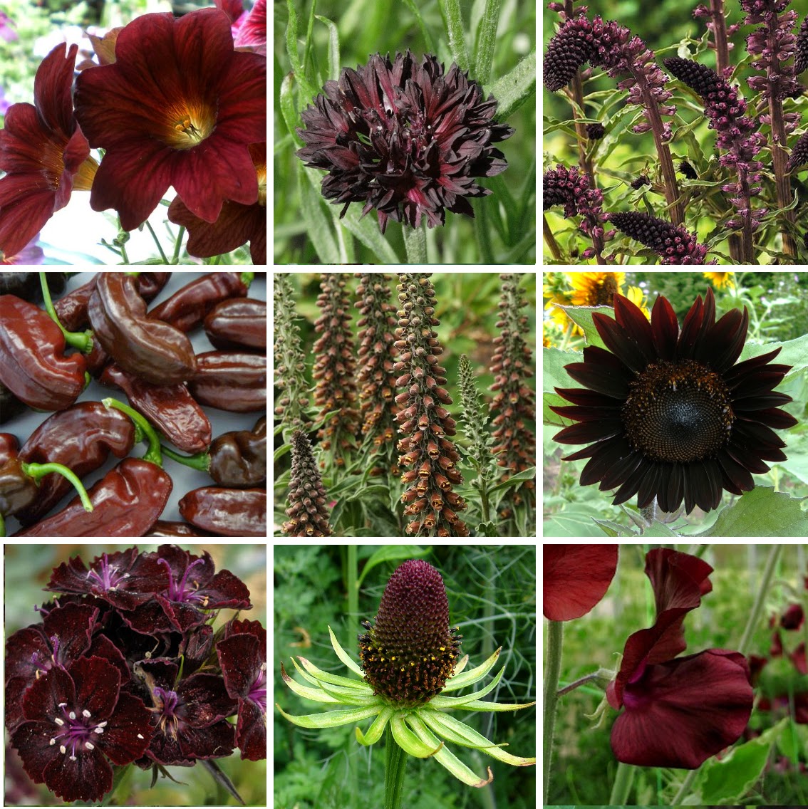 Rare and Exotic Seeds Chocolate Colored Flowers
