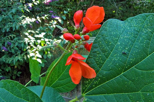 Scarlet Runner Beans in Garden