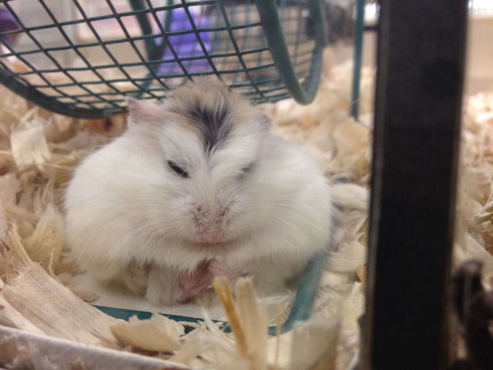 rasta hamster