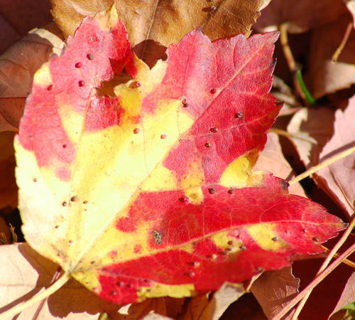 Autumn Maple Leaves3