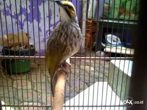 jual cucak rowo isian full suara ropel burung 9 jual cucak rowo isian full suara ropel burung 9