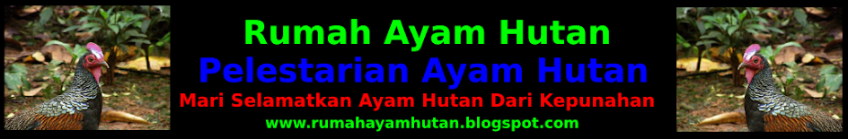 Rumah Ayam Hutan | Pelestarian Ayam Hutan Indonesia