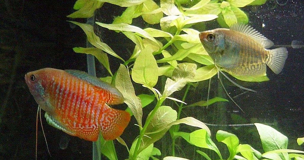 Freshwater Frenzy Dwarf Gourami Care Guide