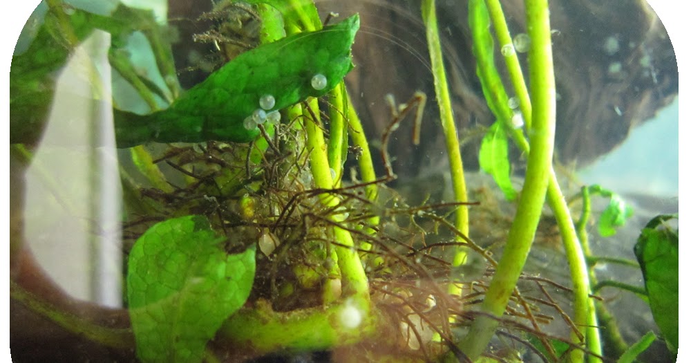 Goldfish Eggs? : Behind Mytutorlist.com