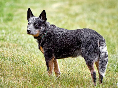 Australian Cattle Puppy