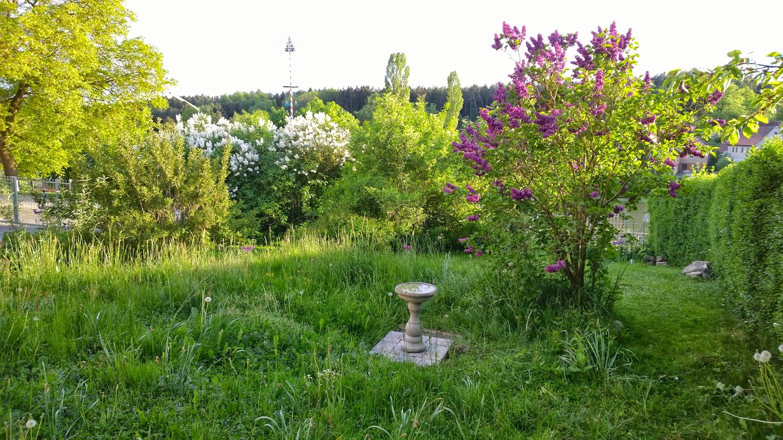 Syringa But Stock Photos Syringa But Stock Images Alamy