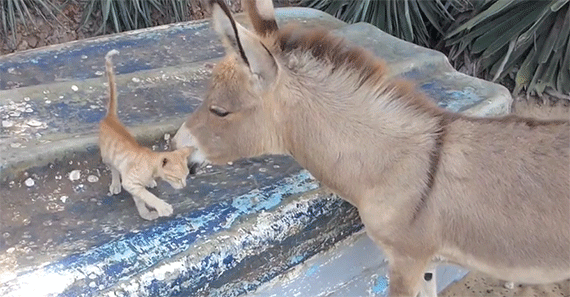Funny animal gifs - part 117 (10 gifs), kitten and donkey are friends