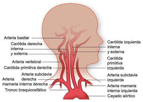 El Cuerpo Humano Las arterias carótidas