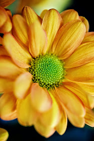 Yellow and Orange Chrysanthemum © Louise Jolley Photography
