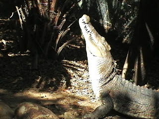 Crocodile feeding Queensland Australia the Billabong sanctuary