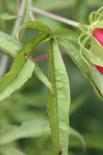 Viburnum Viburnumnudum Brandywine And Winterthur Combine To Make