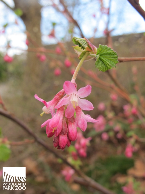 Wife Mother Gardener Chanticleer S Bulb Lawn