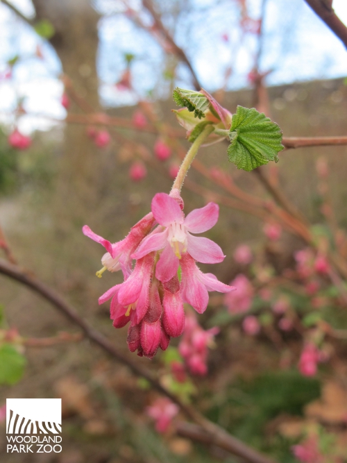 Sowing The Seeds Flowering Shrubs Viburnums Flowering Almonds