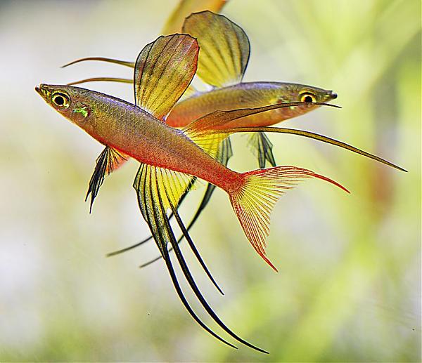 Threadfin rainbowfish ( Iriatherina werneri ) Tips Peternakan